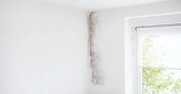 Best Mold Odor Removal Services  in San Mateo, CA